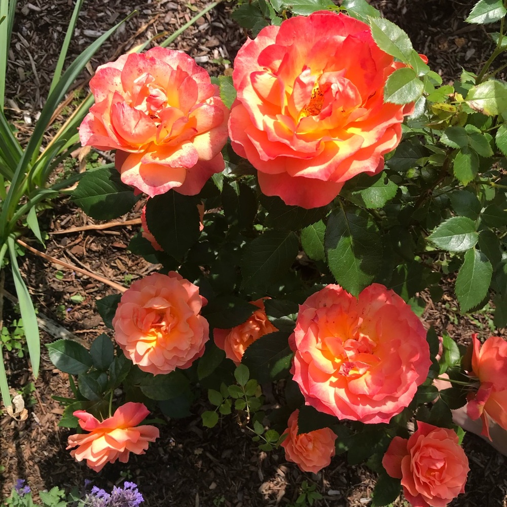 Meet your Posher, Teresa